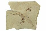 Two Cretaceous Fossil Fish - Lebanon #238370-1